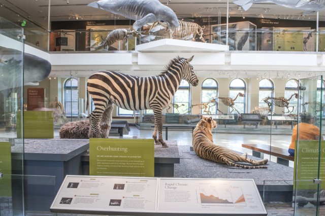 Zebra in Age of Mammals