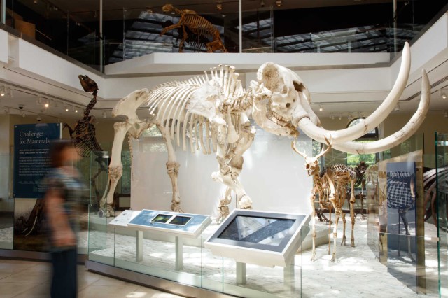 mammoth skeleton in age of mammals