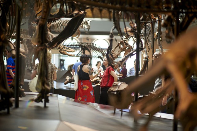 Two women talking surrounded by numerous species of fossilized dinosaurs