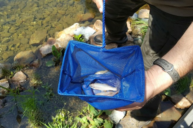 Hands hold a blue net with a small arroyo chub, ready to be released