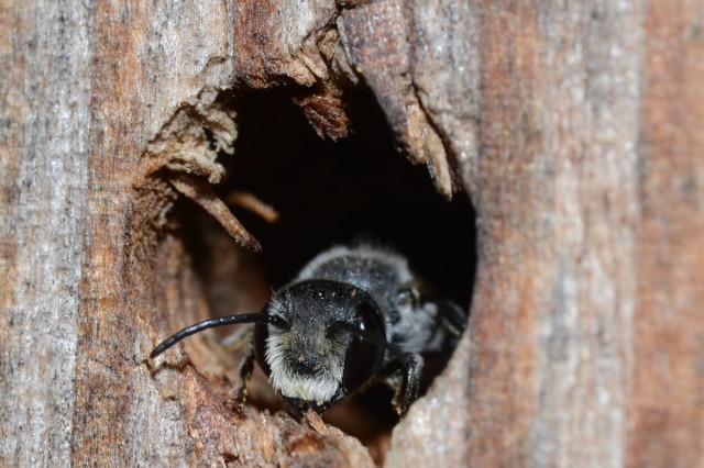 A leaf-cutter bee crawls out of a hole in some wood