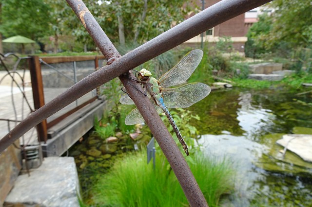 A dragonfly rests on the fence by the pond