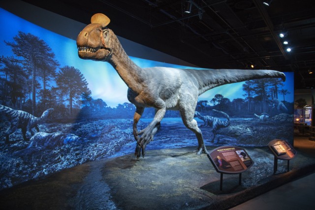 museum installation of full-sized cryolophosaurus replica