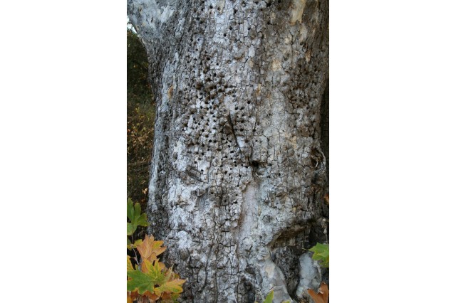 Woodpecker holes on a sycamore tree
