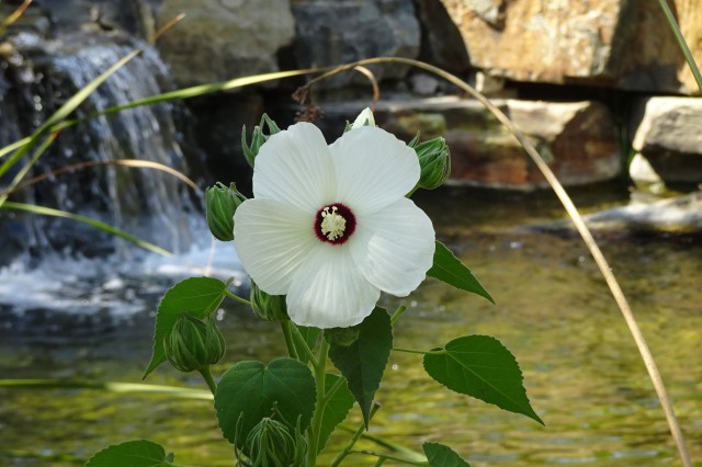 White California rose mallow blooming at nature gardens pond with waterfall in background