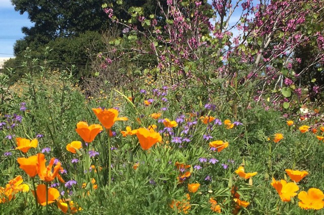 Orange poppies bloom in front of other multi-colored flowers