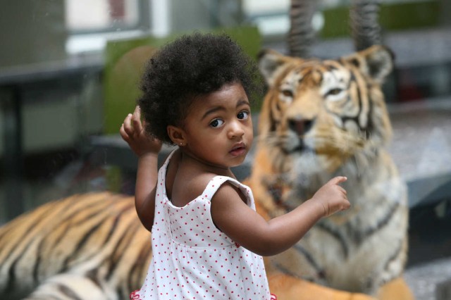 A little girl looks at a tiger