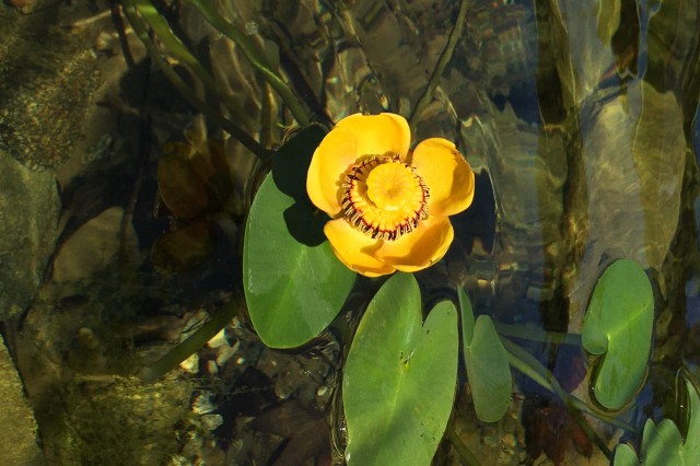 A yellow western pond lily floats in the water
