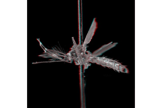 3D image of a transgenic mosquito
