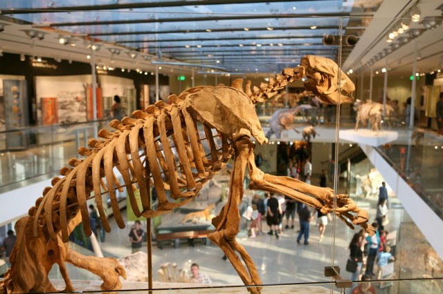 Shasta ground sloth fossil in Age of Mammals