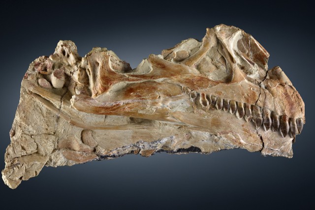 Fossilized sauropodomorph skull