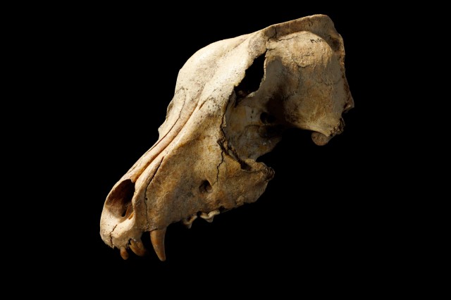 Three-quarter view of prehistoric domestic dog skull from the Channel Islands