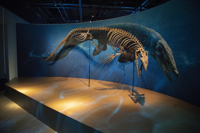 Full-size skeleton of the taniwhasaurus, a marine animal