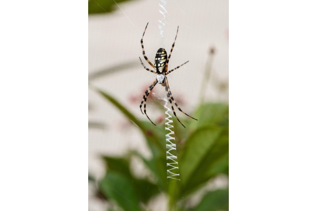 spider on web in spider pavilion