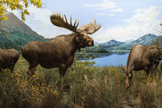 Moose diorama