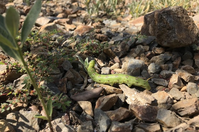 A white-lined sphinx moth caterpillar