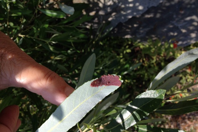 Mourning cloak butterfly eggs on a willow leaf