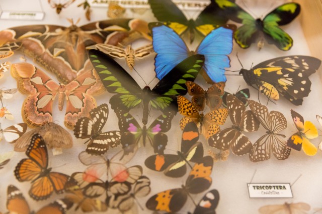 bug fair butterfly specimen case