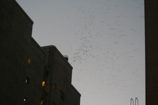 Vaux’s Swifts using communal roosting site in Downtown Los Angeles.
