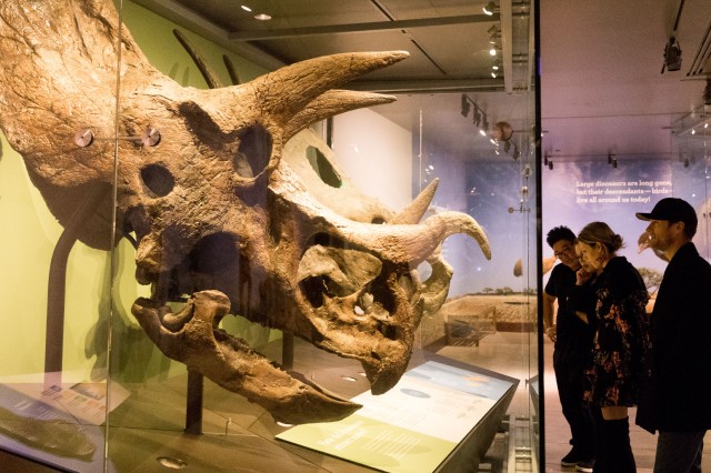 triceratops skulls in glass case, and people looking at the skulls