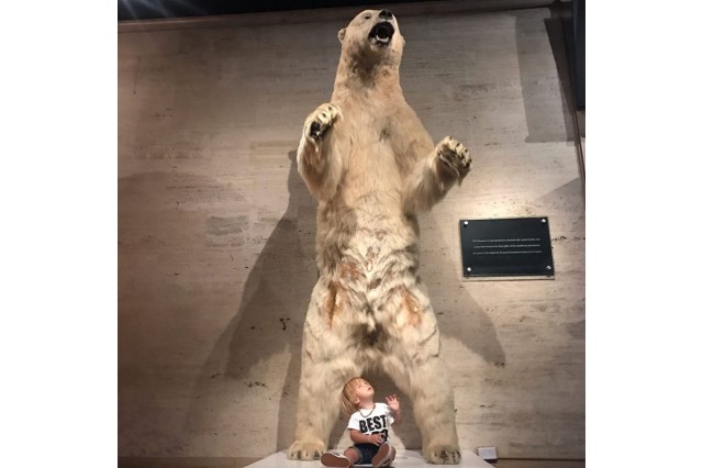 Polar bear by Discovery Center