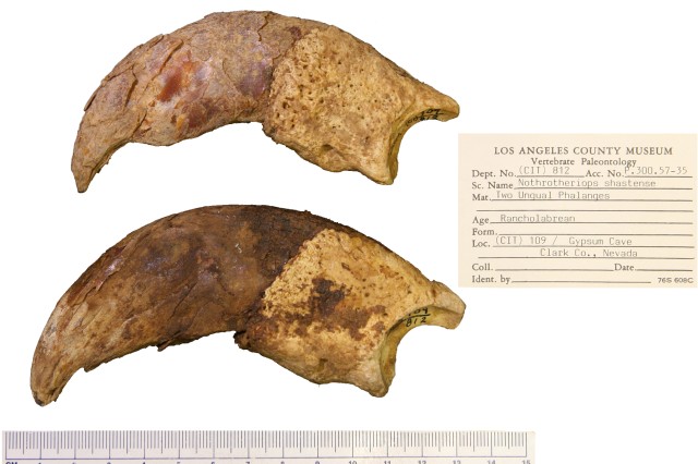 Two claws with sheaths next to a specimen tag.