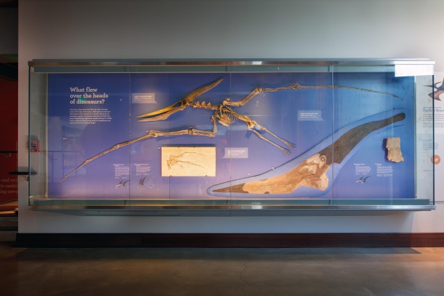 Diente de Tiburón en un Pterosaurio, Dinosaur Hall