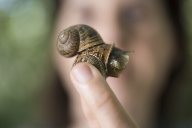 Up-close view of a snail