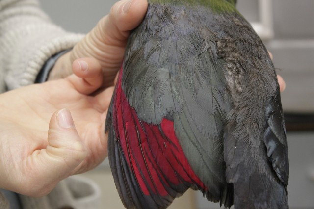 Close up of Turaco red feathers