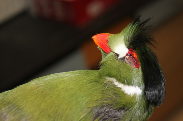 Turaco close up of green coloring and red beak