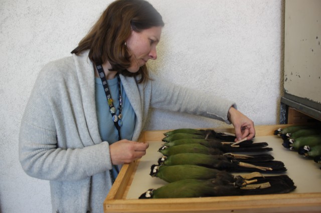 Allison looking at Turaco collections