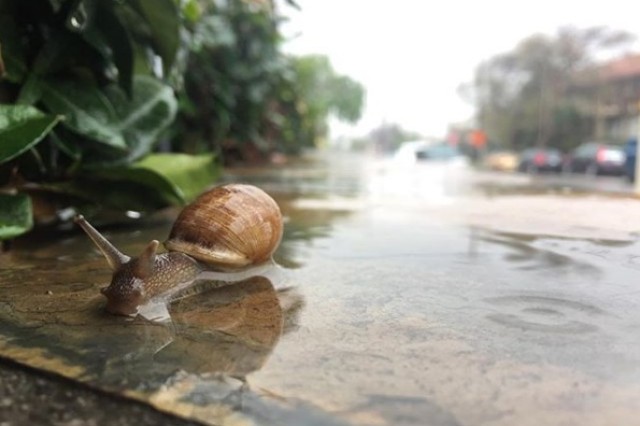 Snail, crawl, rain, wet, sidewalk