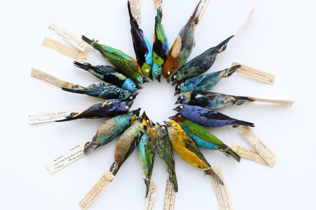 A color wheel of bird skins from the collection.