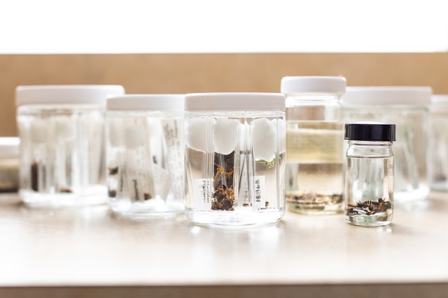 Jars of insect specimens