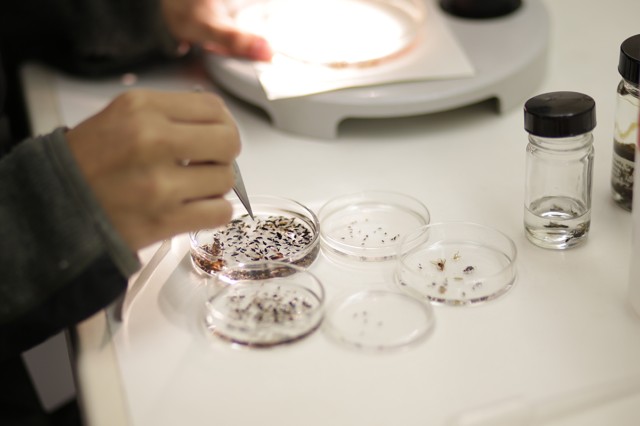 Petri dishes with malaise trap samples
