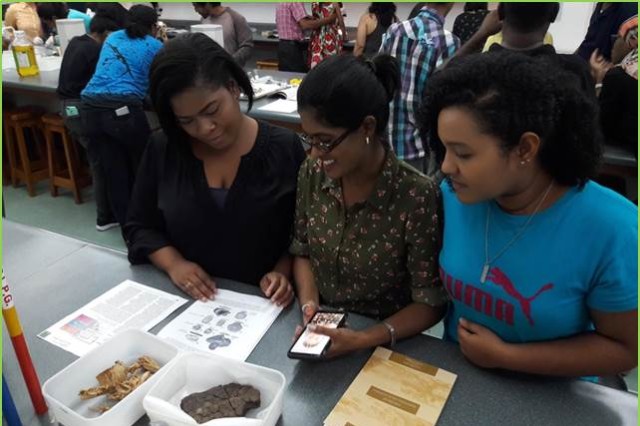 Three students from University of the West Indies at St. Augustine, Trinidad, examining undescribed fossils 