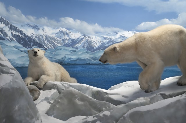 NHM Diorama with Polar Bear