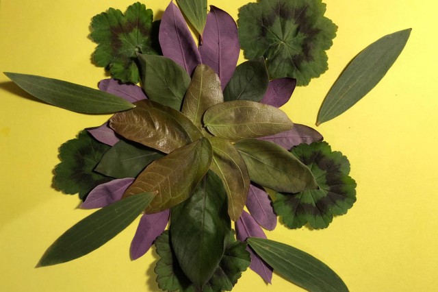 flowers and leaves arranged on a colorful sheet