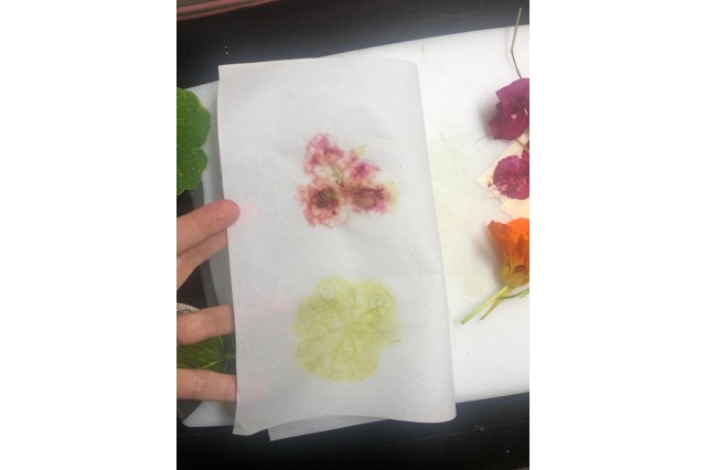 Paper showing transfer of colorful plant pigments