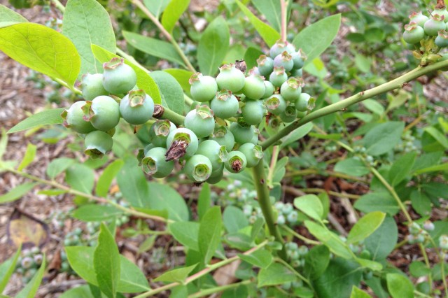Close-up of unripe blueberries