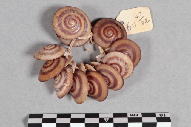 Anthro - Animal Parts: Cuna land snail shell ornament from San Blas Panama