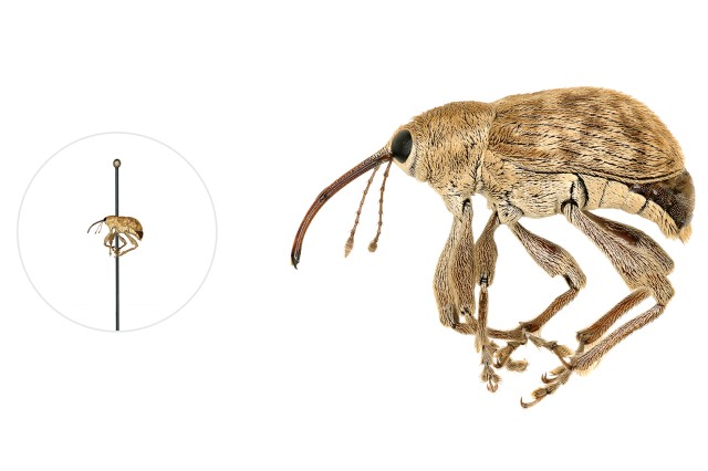 Acorn Weevil microscopic image with a life-size pinned specimen on the left