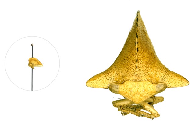 Keeled Treehopper microscopic image with a life-size pinned specimen on the left