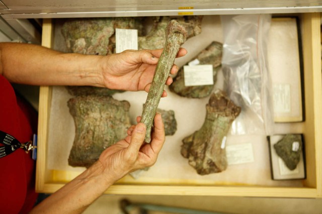 Drawer with fossils, hands holding one specimen