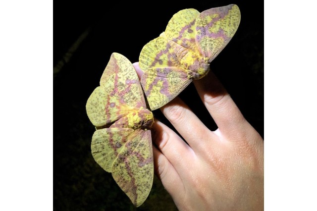 Pine imperial moths (Eacles imperialis pini), Ontario