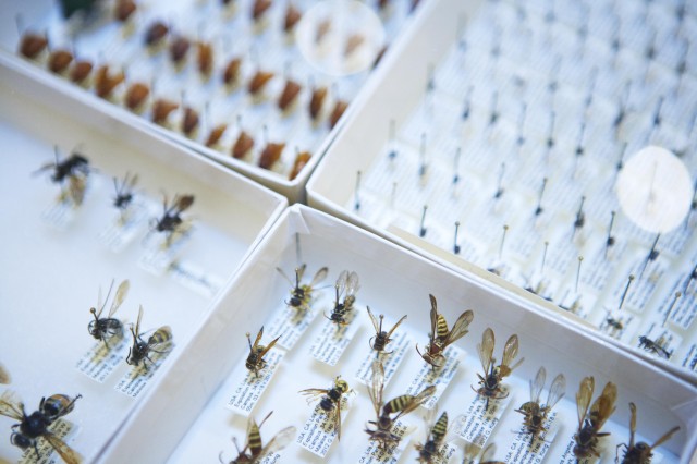 Boxes of different pinned wasp specimens