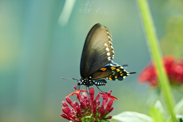 Black and blue butterfly on red flower