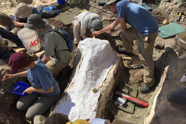 Excavators use plaster to create a protective &quot;jacket&quot; for a fossil