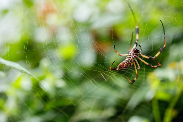 brown spider in its web