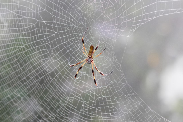 large spider in a web